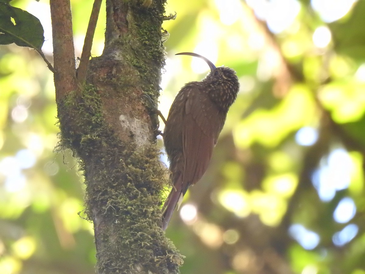 Brown-billed Scythebill - ML360346961