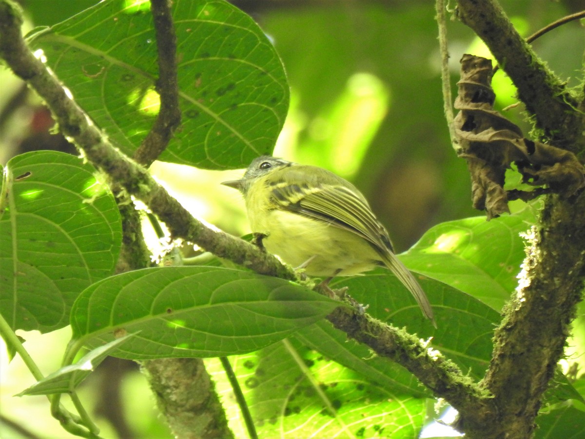 Marble-faced Bristle-Tyrant - ML360347291