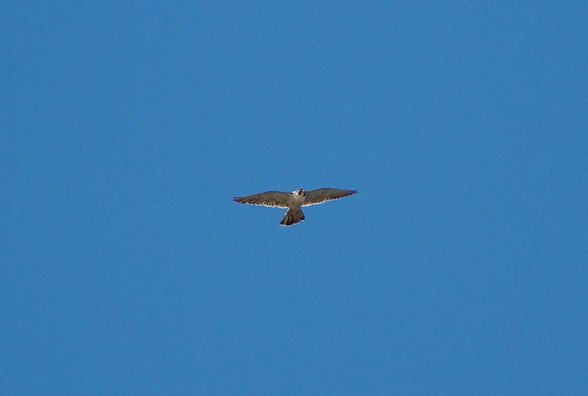 Peregrine Falcon - ML36034731