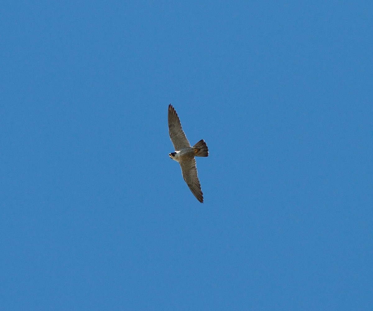 Peregrine Falcon - ML36034781