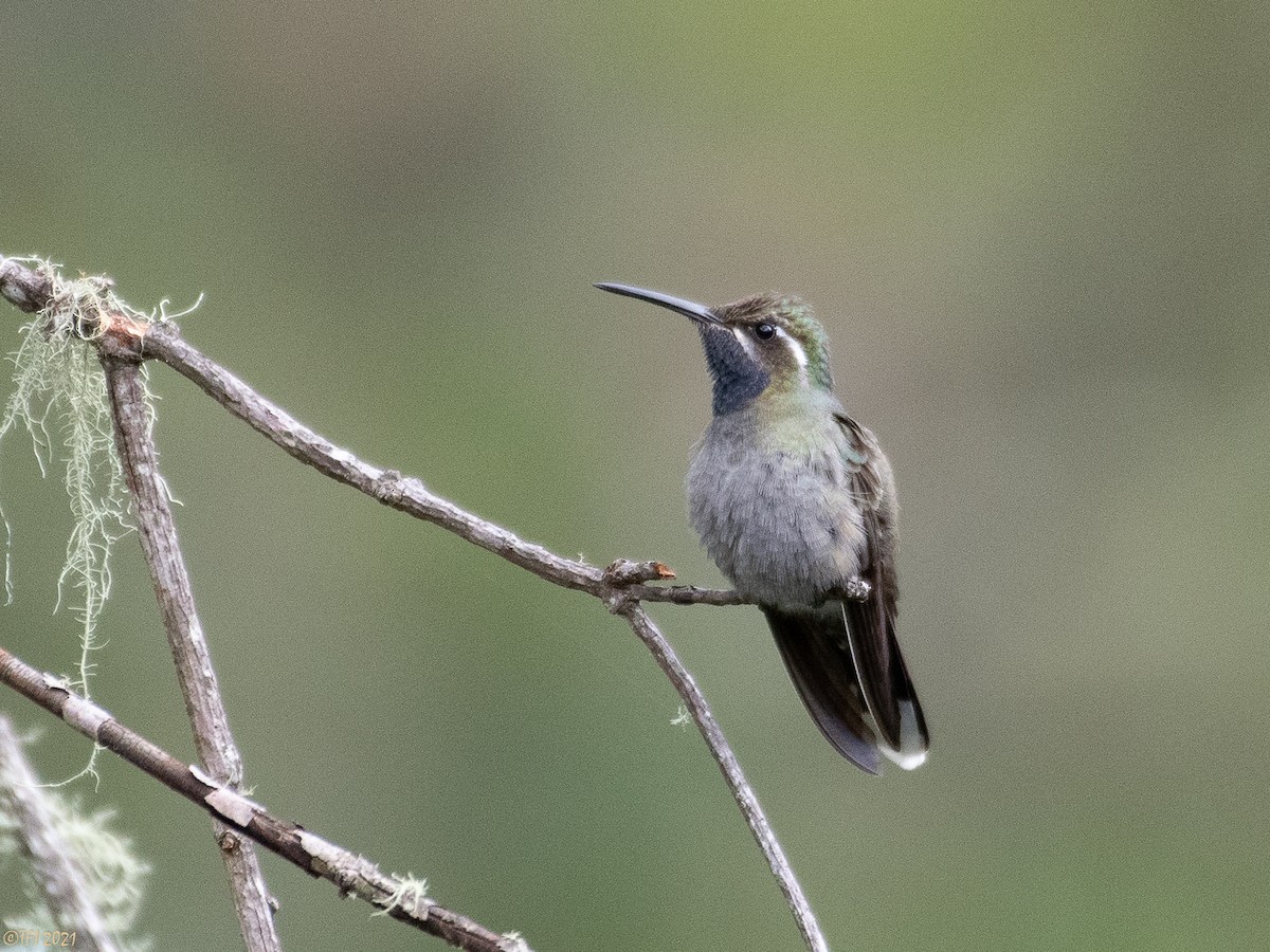 Blue-throated Mountain-gem - T I