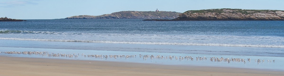 Sanderling - ML36034941