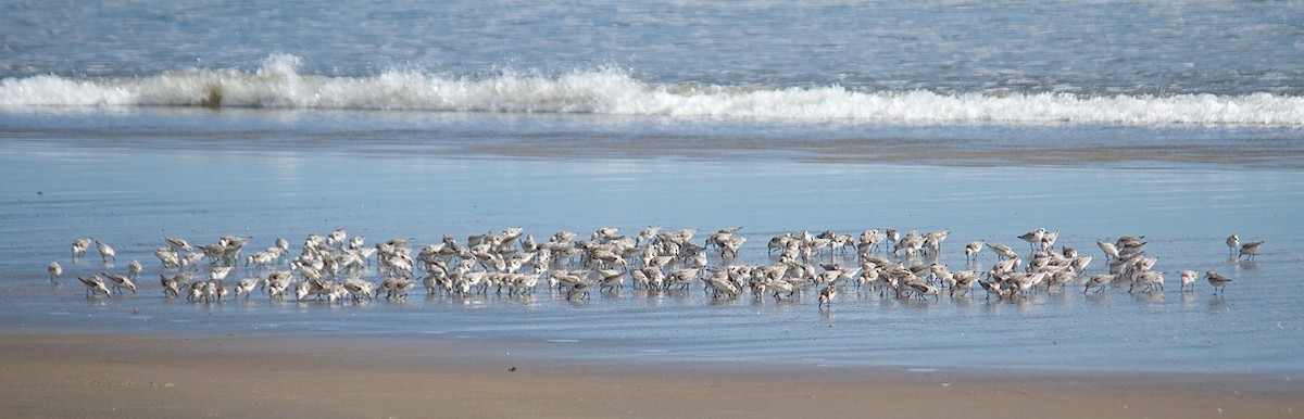 Sanderling - ML36034951