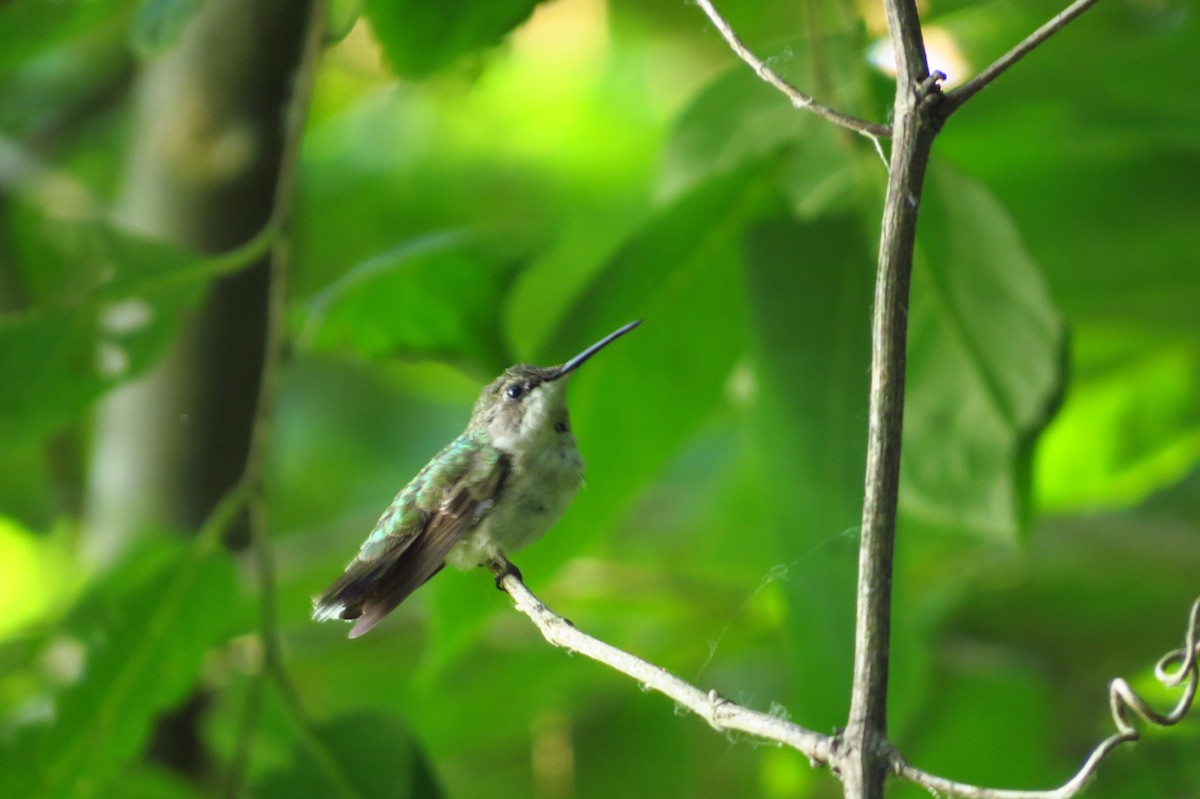 Ruby-throated Hummingbird - ML360349721