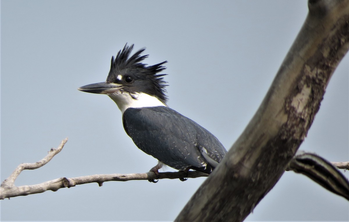 Belted Kingfisher - ML360351651