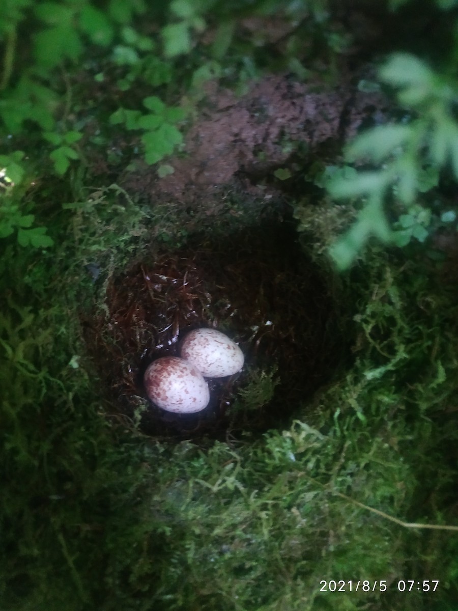 Andean Solitaire - ML360353121