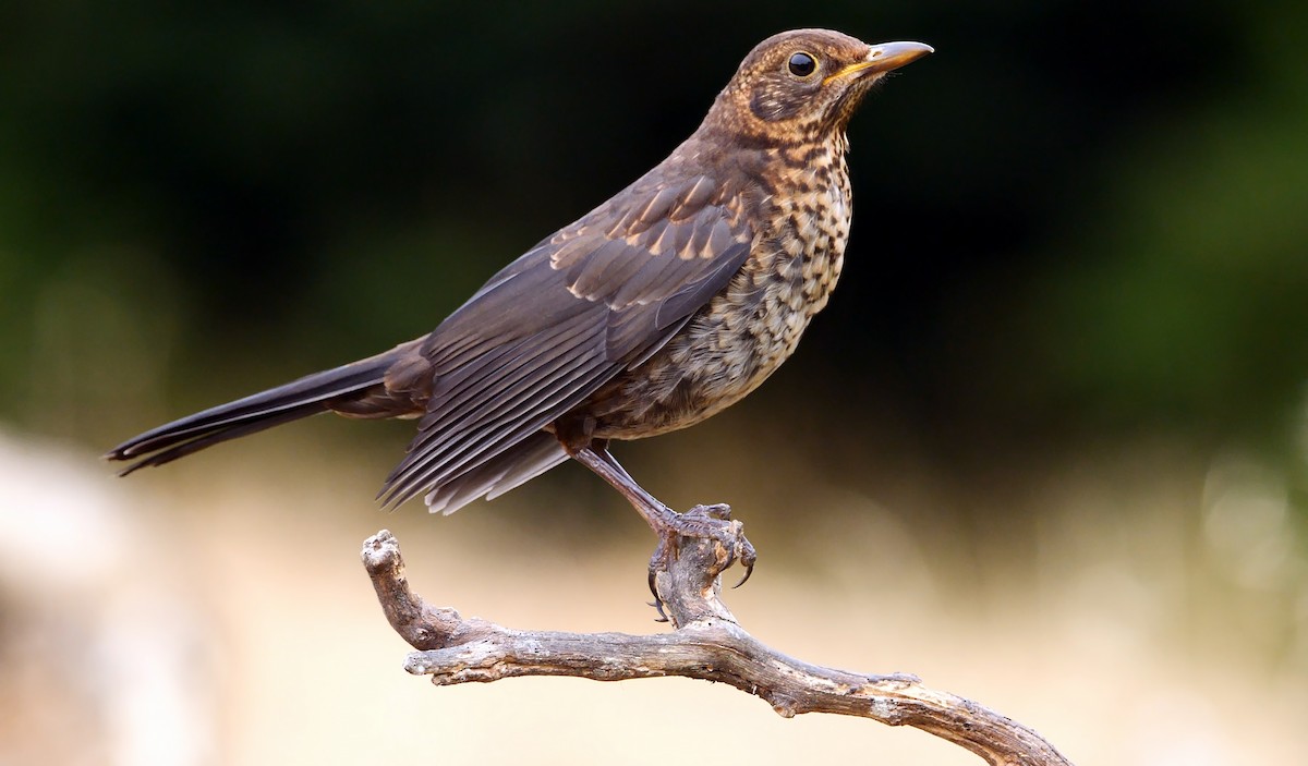 Eurasian Blackbird - Josep del Hoyo