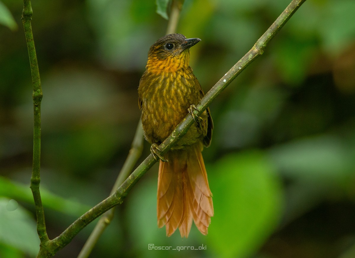 Streak-breasted Treehunter - ML360354841