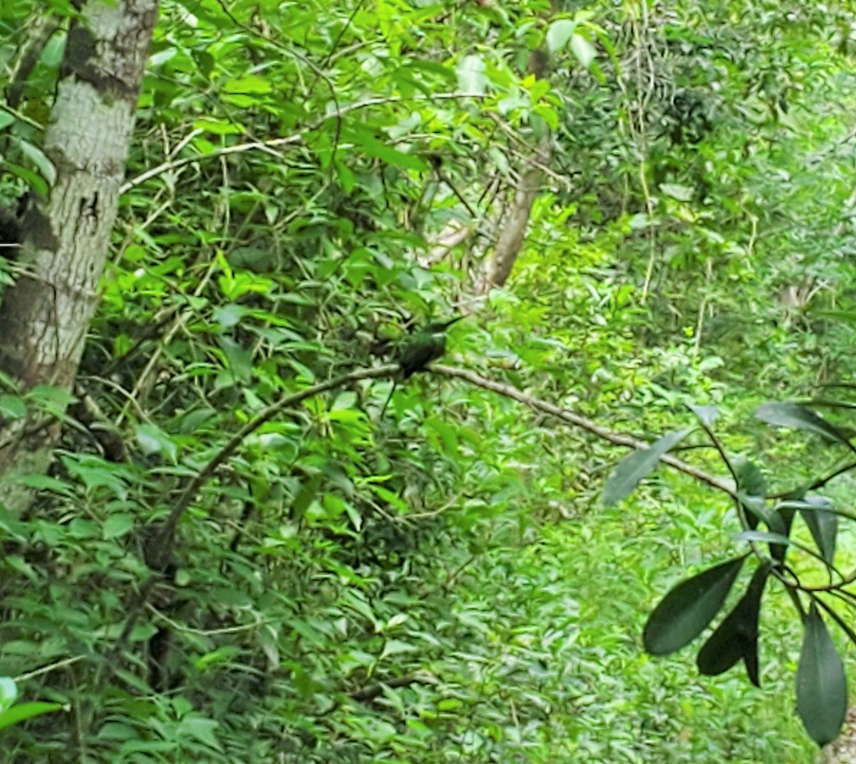 Rufous-tailed Jacamar - ML360356681