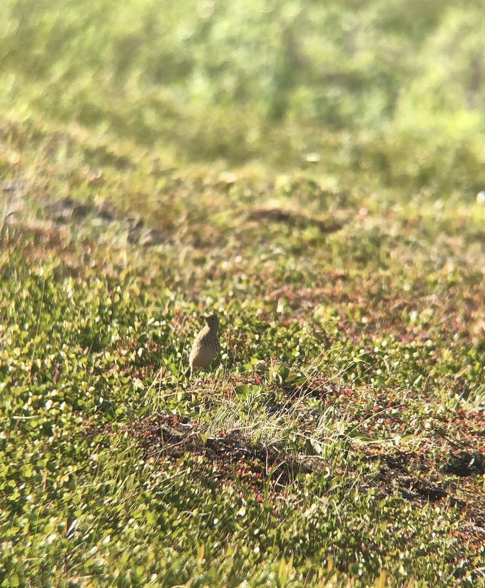 Red-throated Pipit - Dina Yusupova