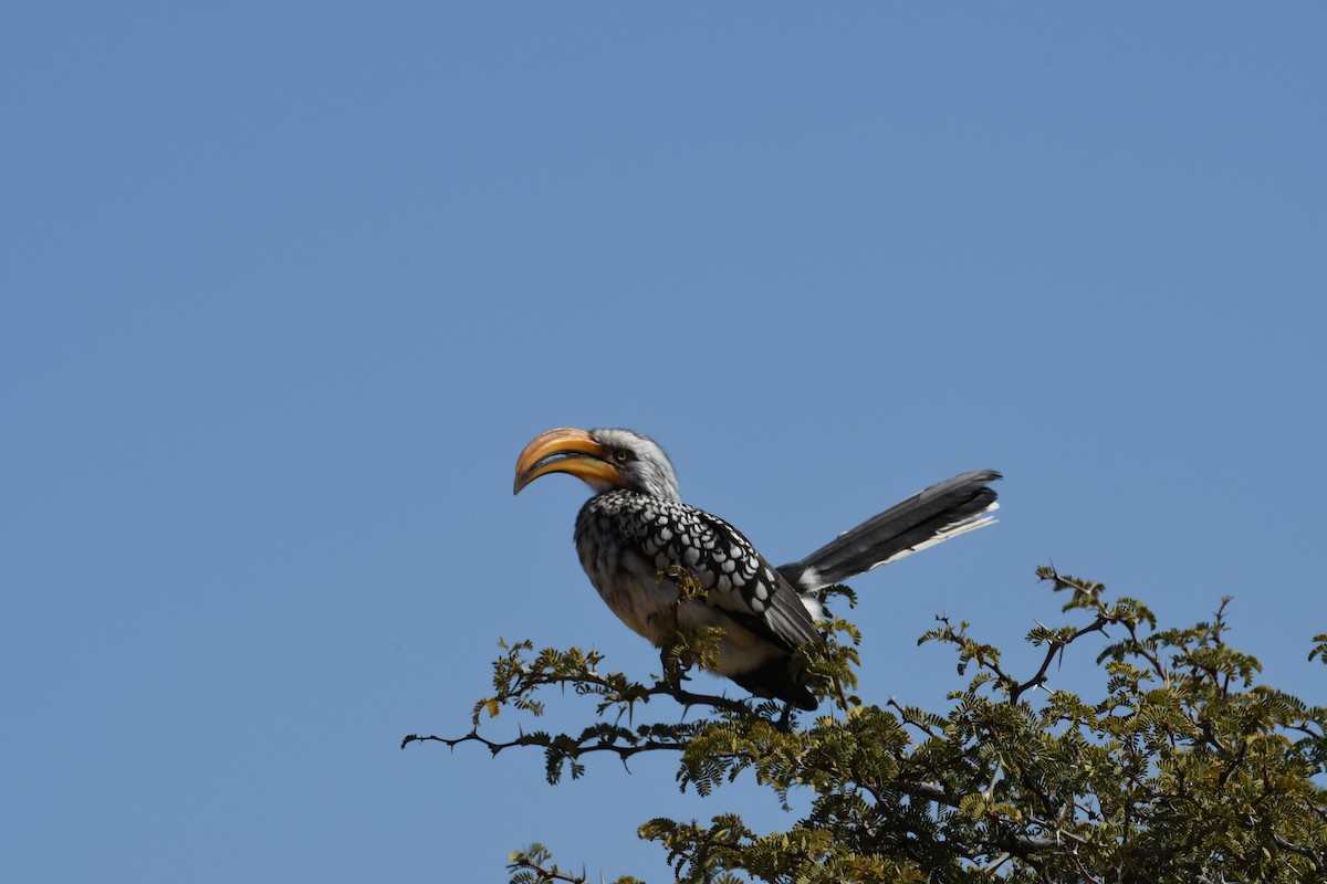 Southern Yellow-billed Hornbill - ML360358241