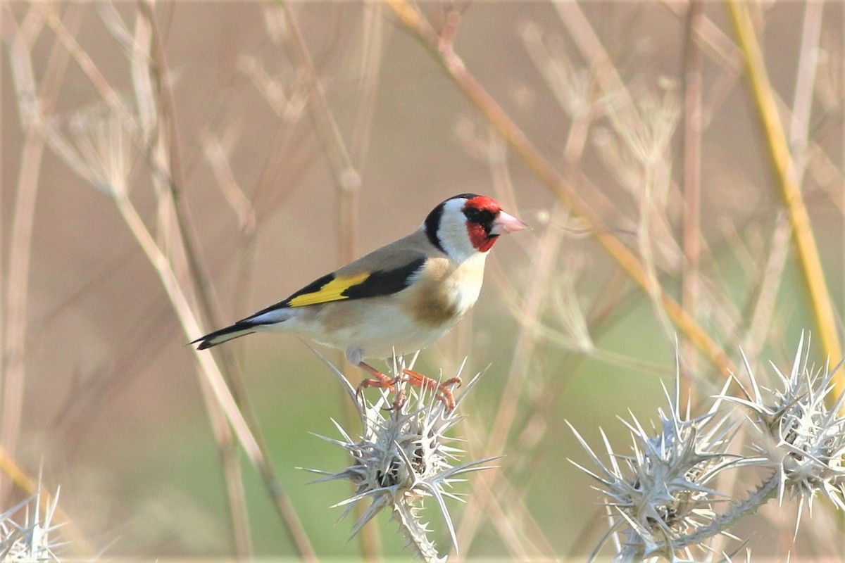 European Goldfinch - ML360360121