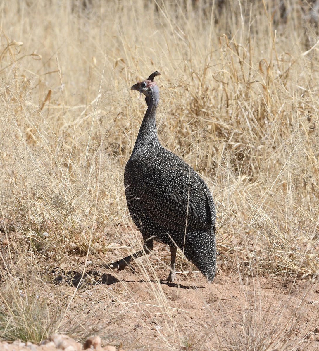 Helmeted Guineafowl - Jonathan Heller