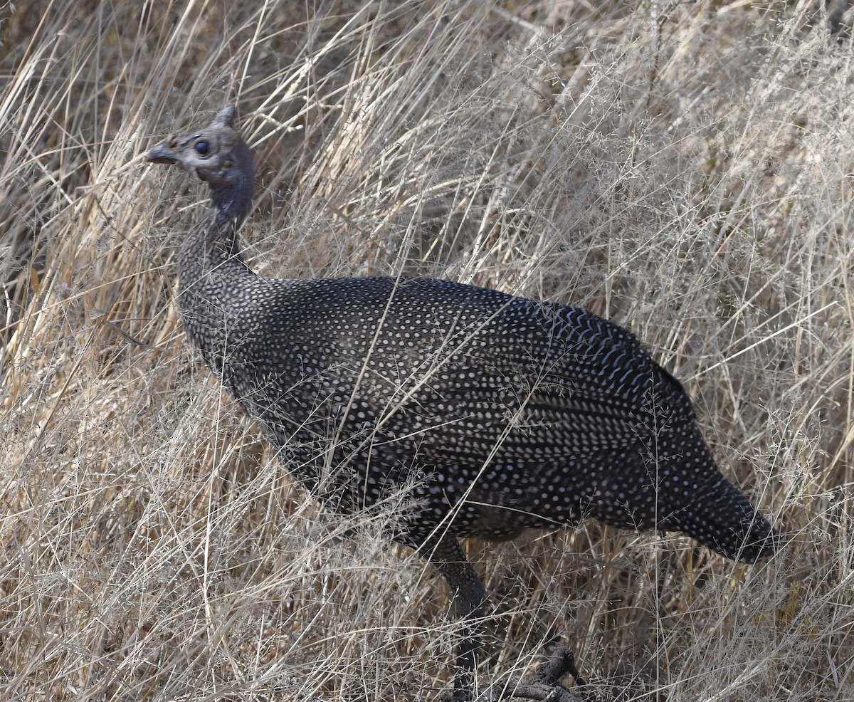 Helmeted Guineafowl - ML360360461