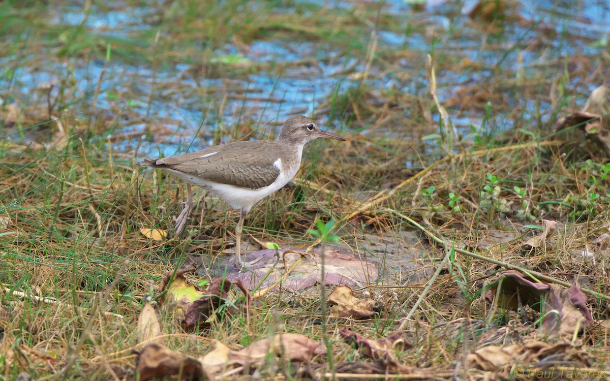 Spotted Sandpiper - Paul Tavares