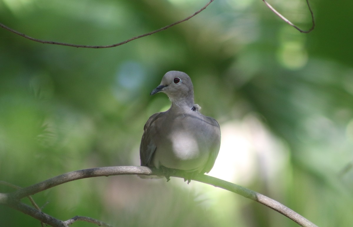 Eurasian Collared-Dove - Jasper Barnes