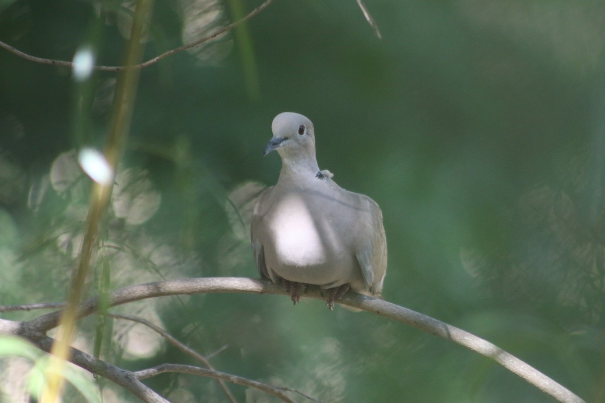 Eurasian Collared-Dove - Jasper Barnes