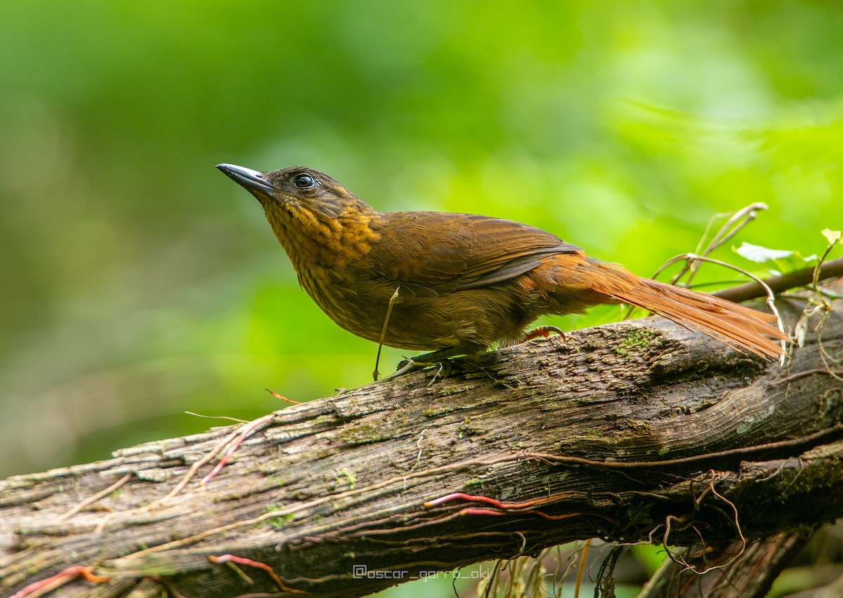 Streak-breasted Treehunter - ML360362441