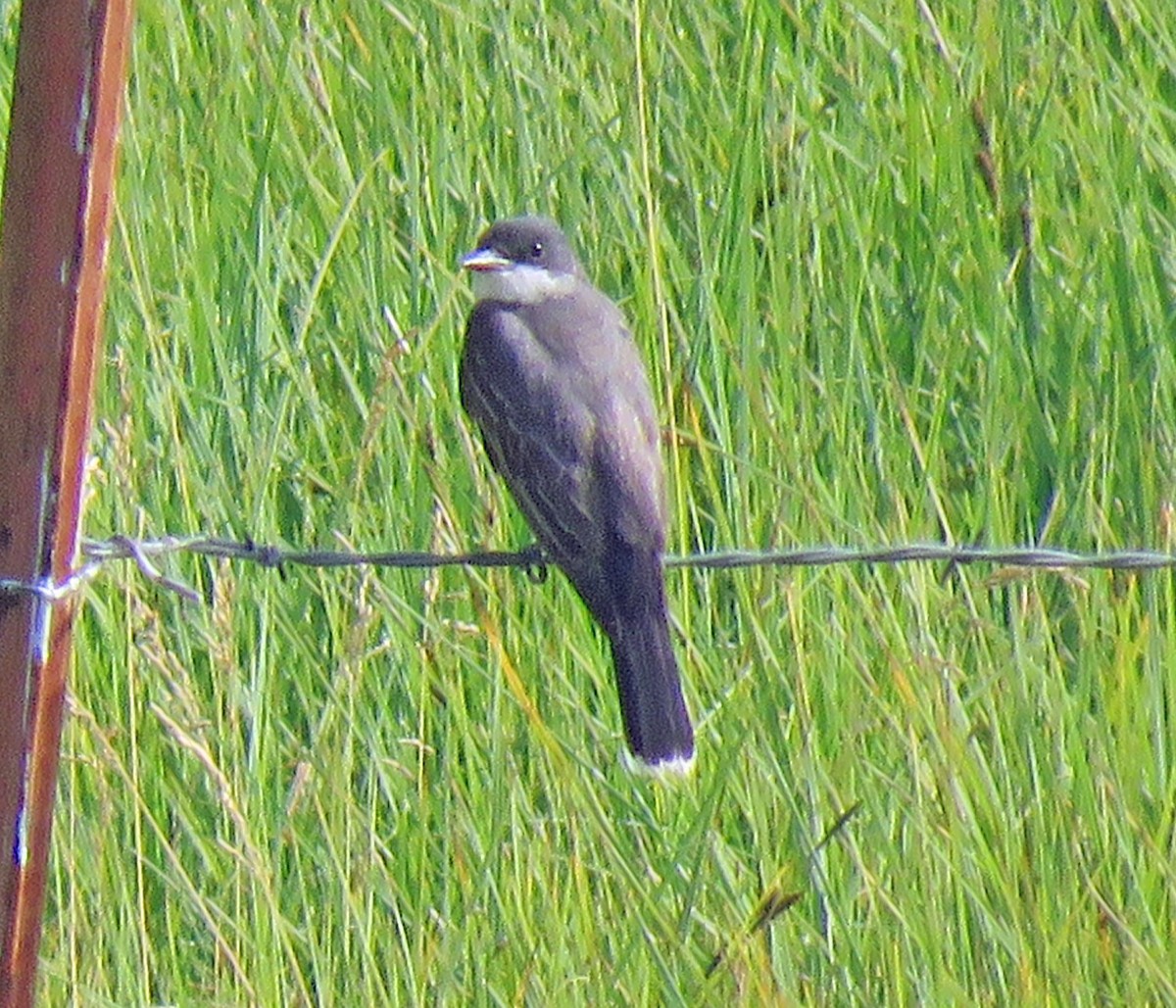 Eastern Kingbird - ML360365121