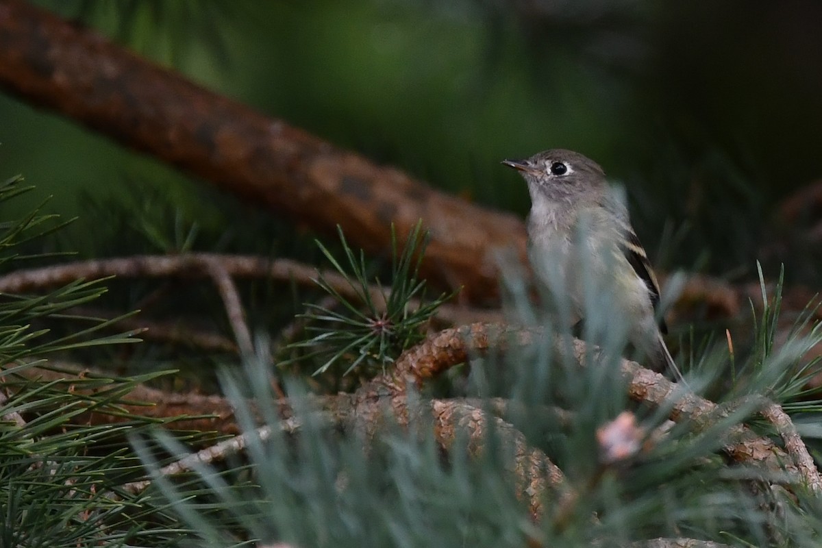 Least Flycatcher - ML360365261