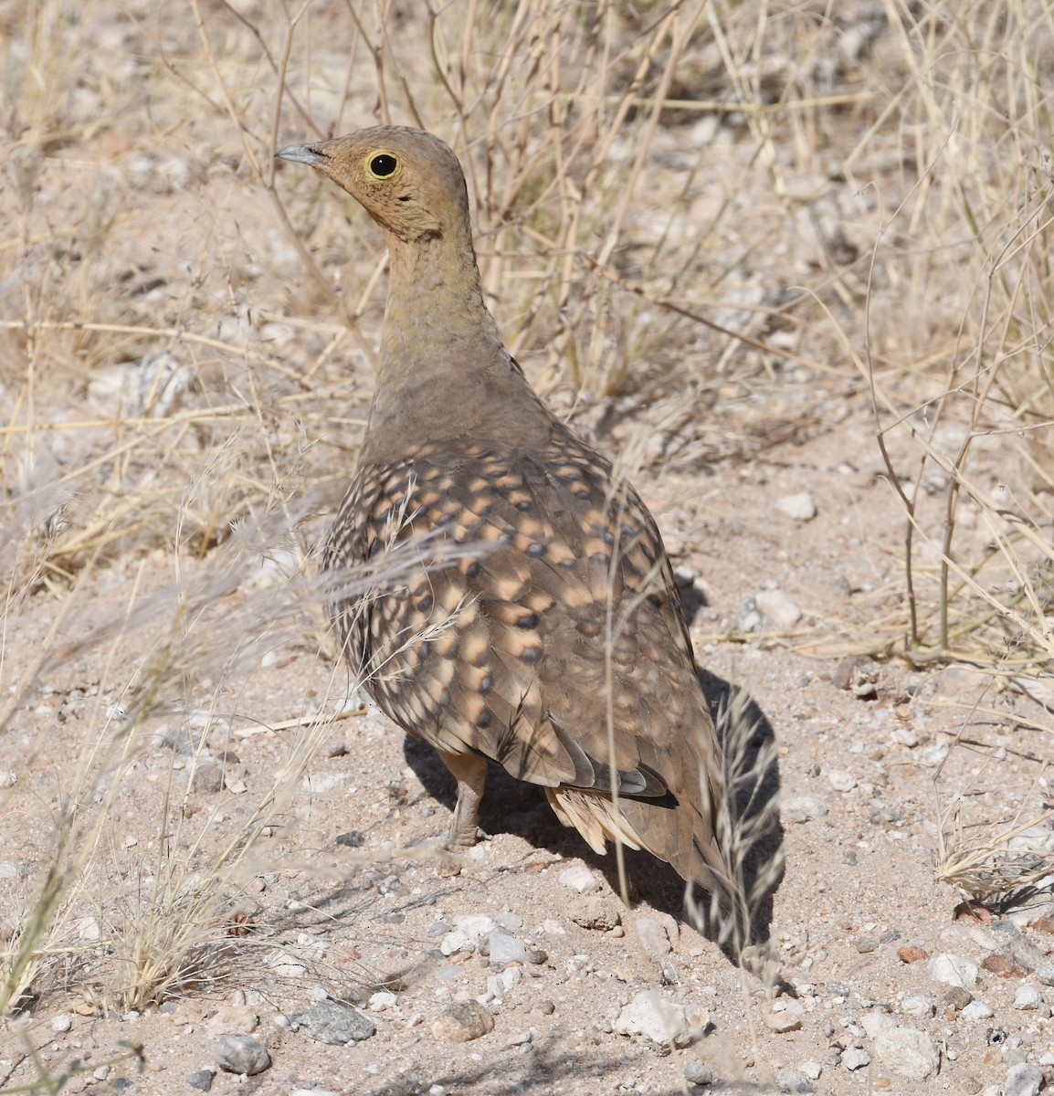 Namaqua Sandgrouse - ML360368301