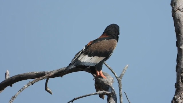 Bateleur des savanes - ML360368451