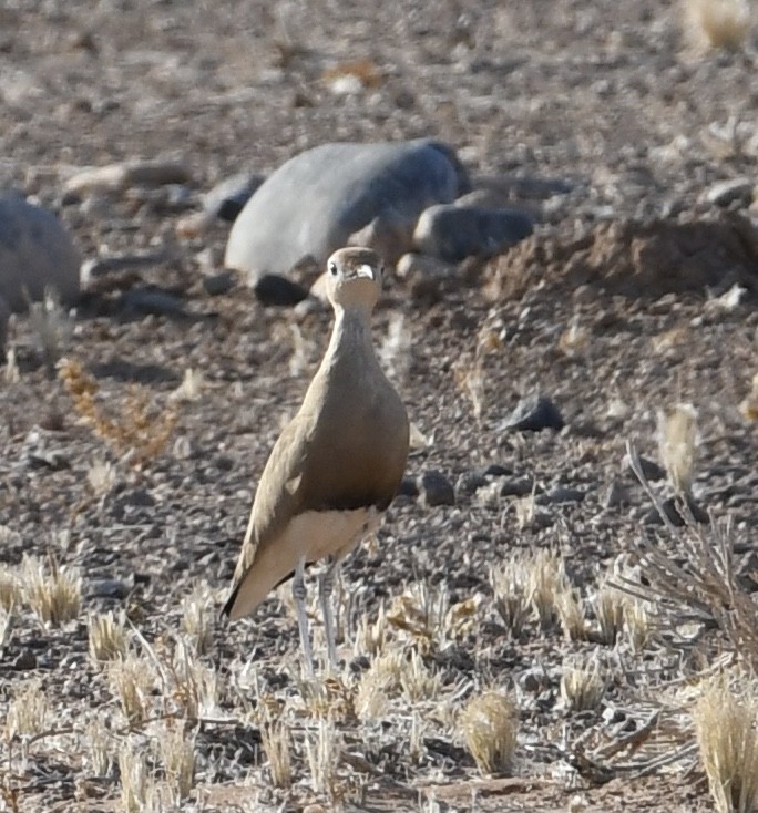 Burchell's Courser - ML360369891