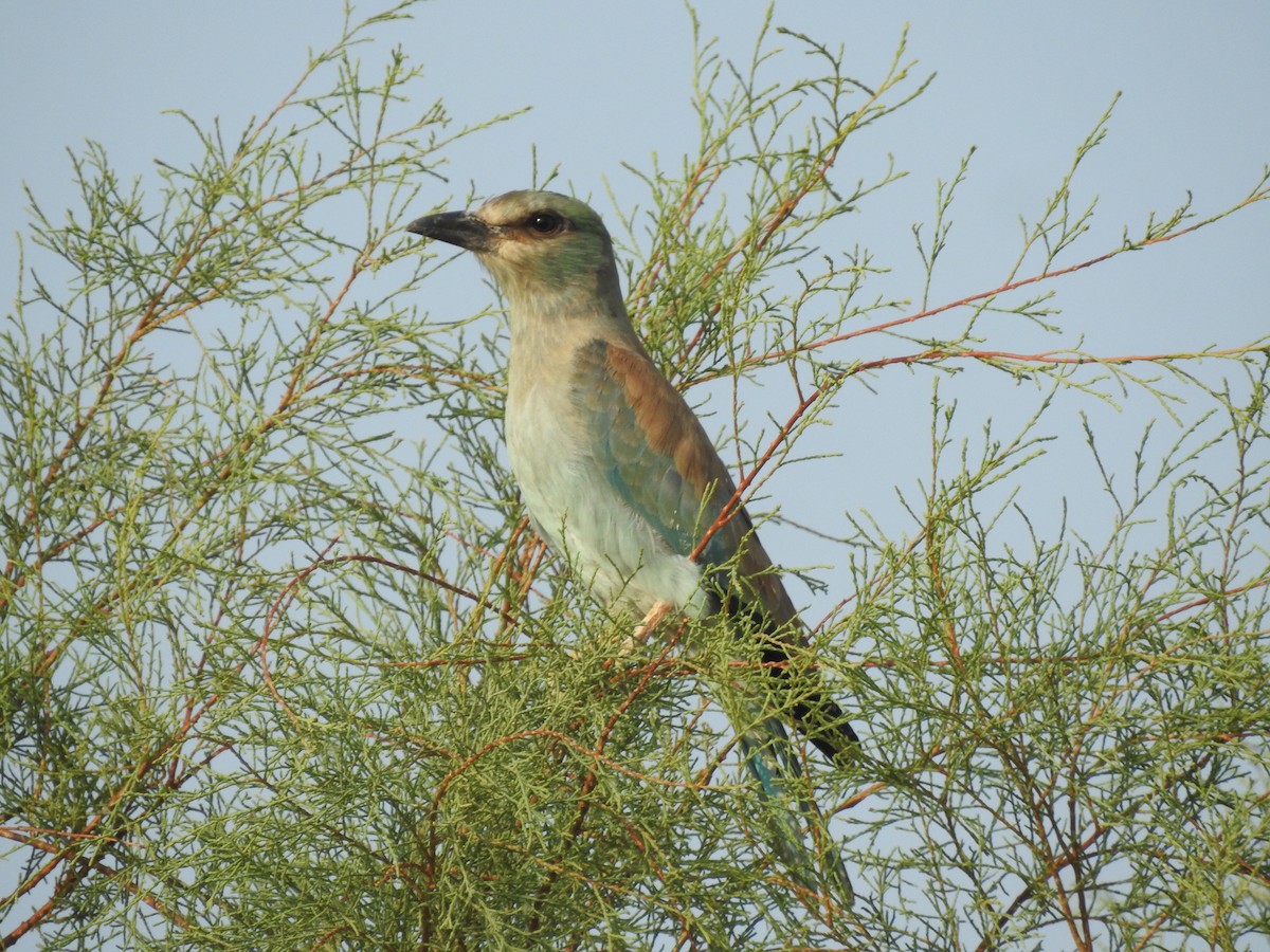 Carraca Europea - ML360370841