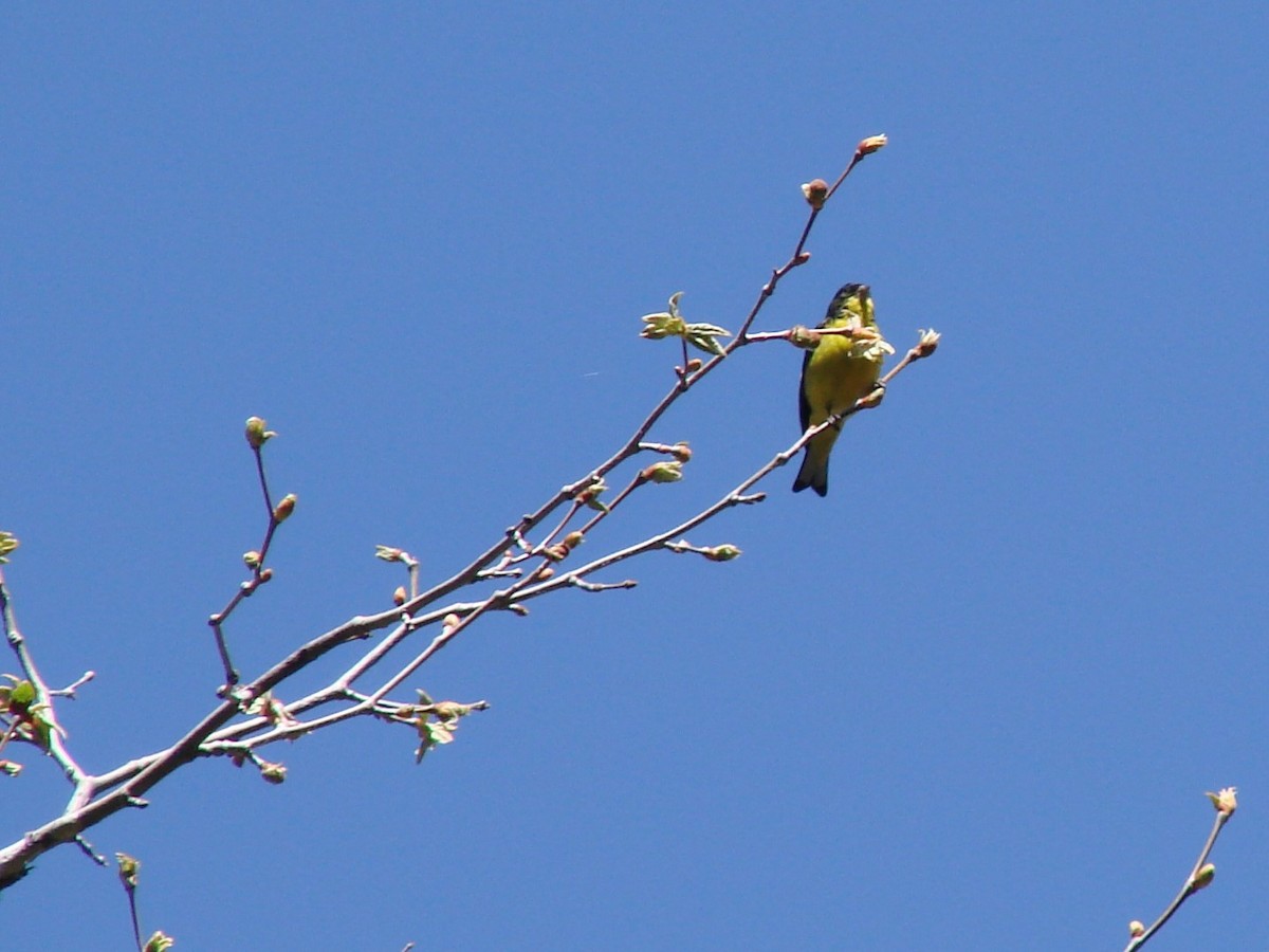 Lesser Goldfinch - Bill Winsor