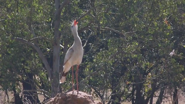 Red-legged Seriema - ML360371121