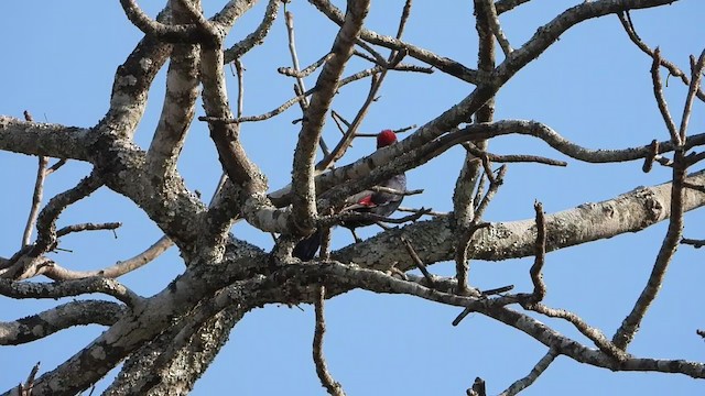 Ross's Turaco - ML360372901