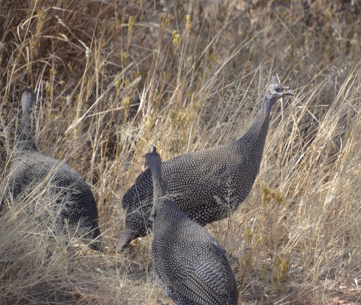 Helmeted Guineafowl - ML360374581