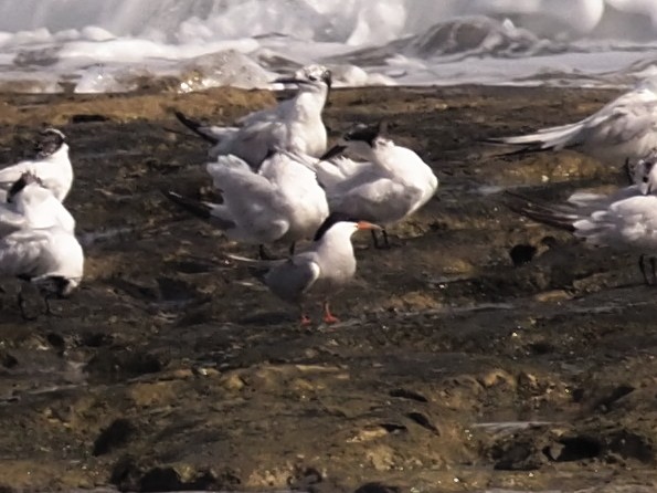 Common Tern - ML360374811