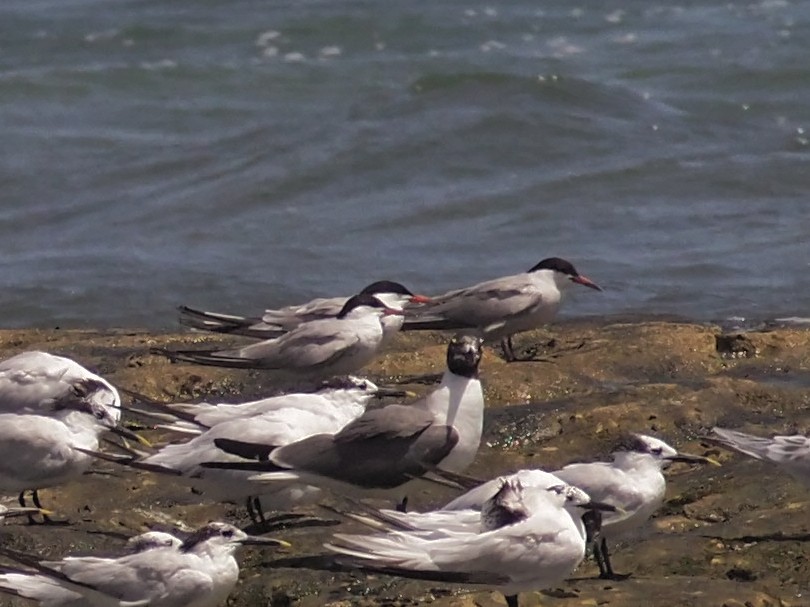 Common Tern - ML360374821