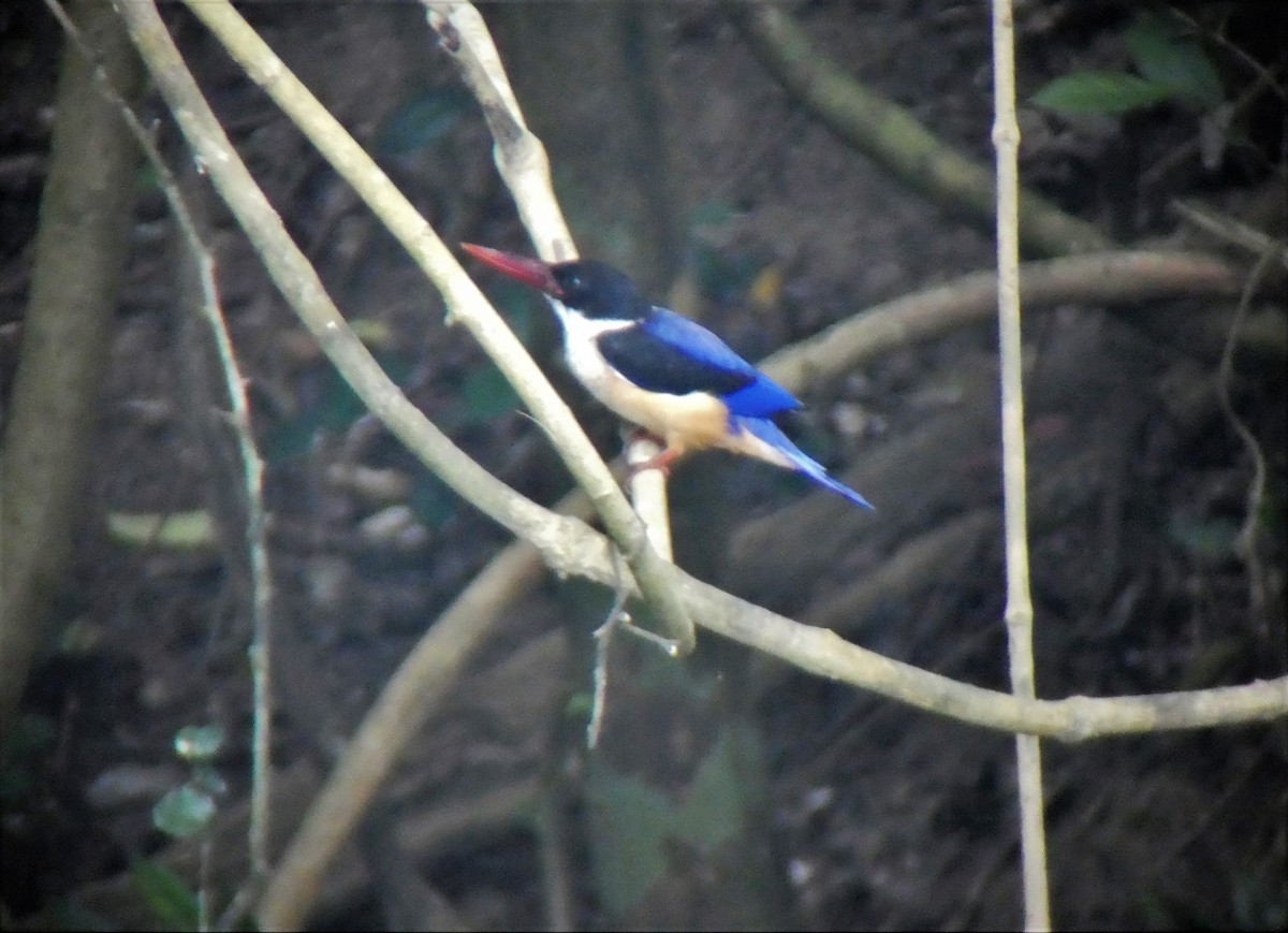 Black-capped Kingfisher - ML360374841