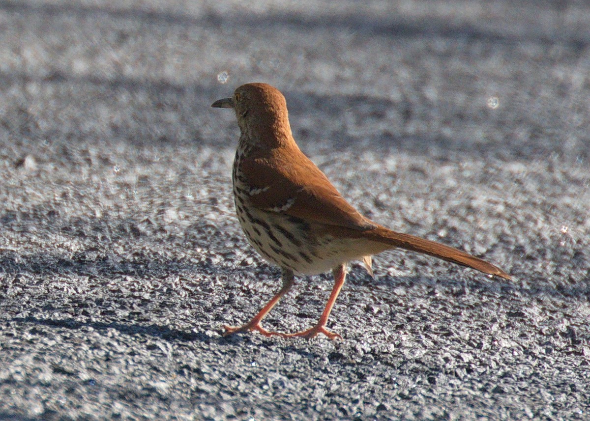 Brown Thrasher - ML360374911