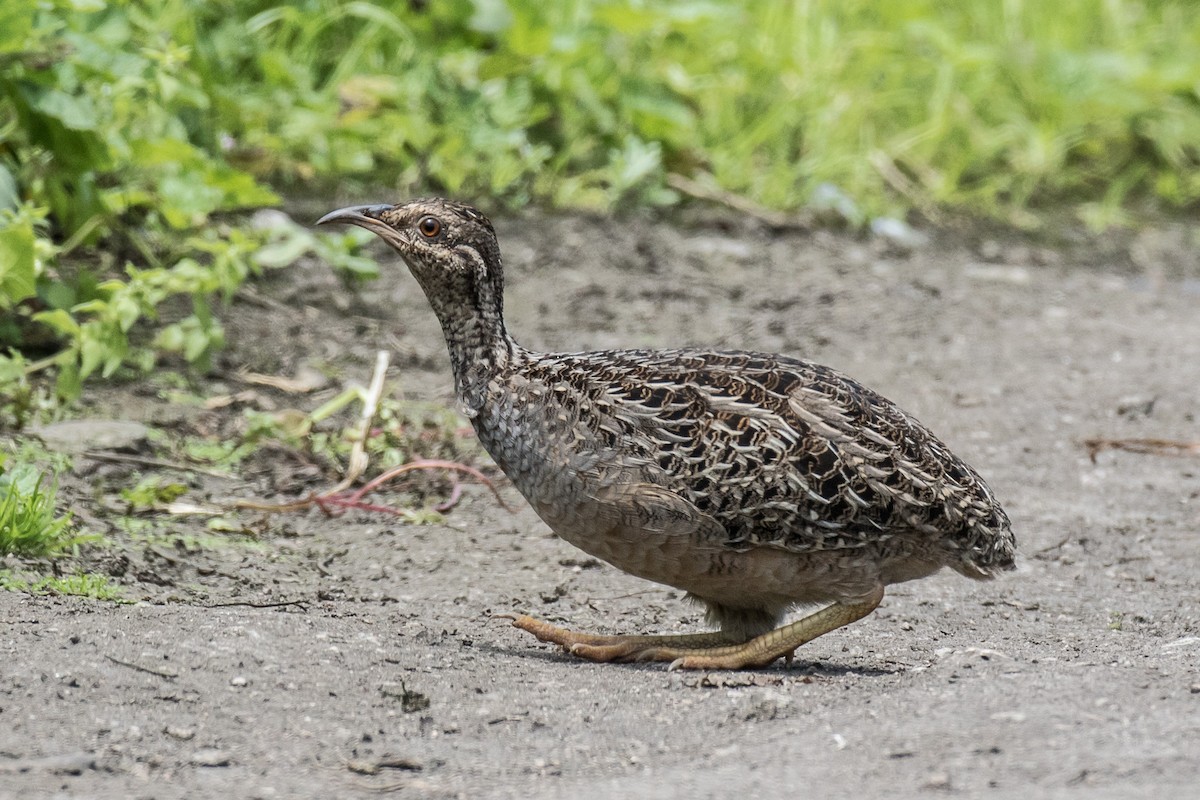 Andean Tinamou - Robert Lewis