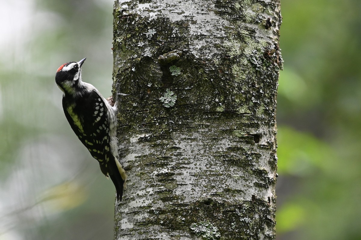 Downy Woodpecker - Marie O'Neill