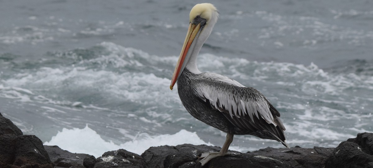 Peruvian Pelican - Joel Díaz Aranda