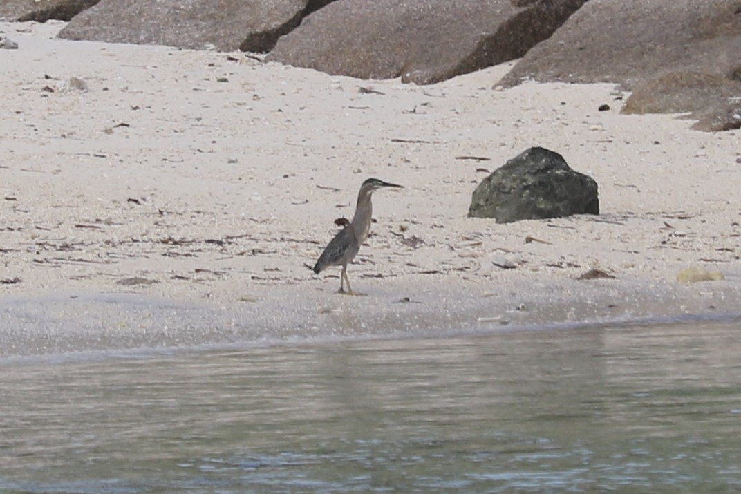 Striated Heron - ML360376991