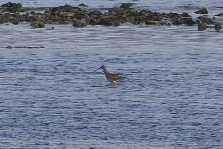 チュウシャクシギ（phaeopus グループ） - ML360377031