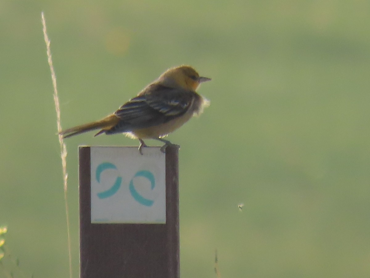 Bullock's Oriole - ML360377311