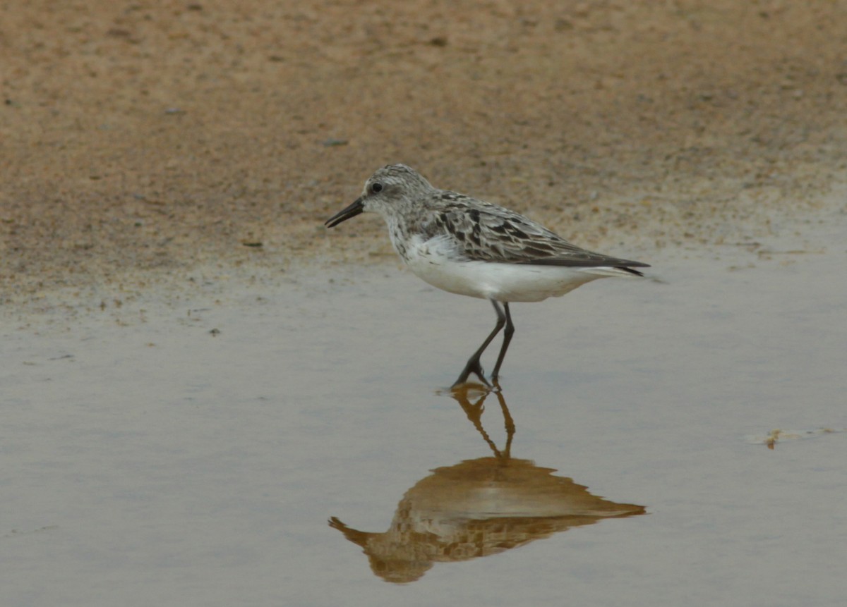 Semipalmated Sandpiper - ML360377611