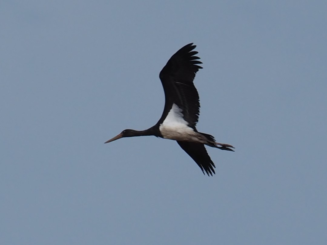 Black Stork - John Swallow