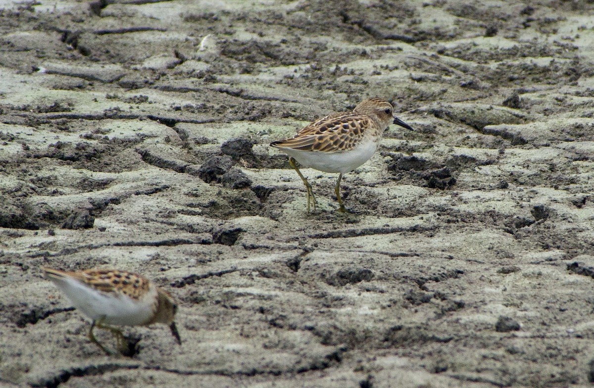 Least Sandpiper - ML360379571