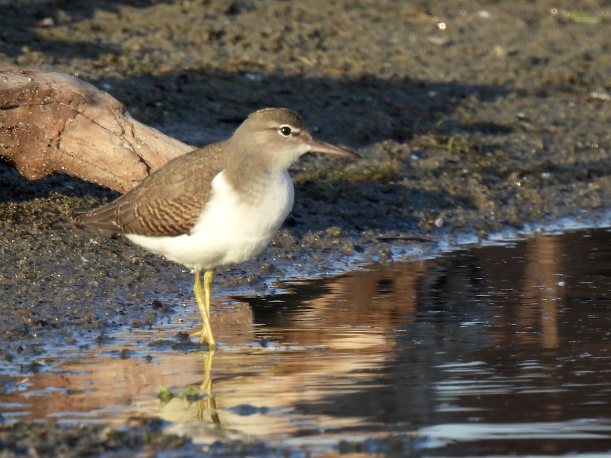 Spotted Sandpiper - ML360381441