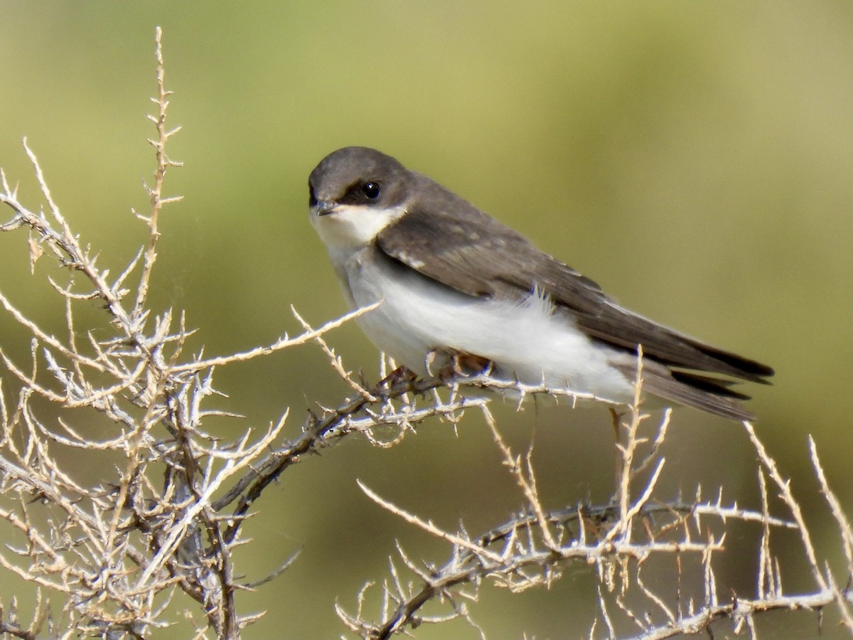 Golondrina Bicolor - ML360381561