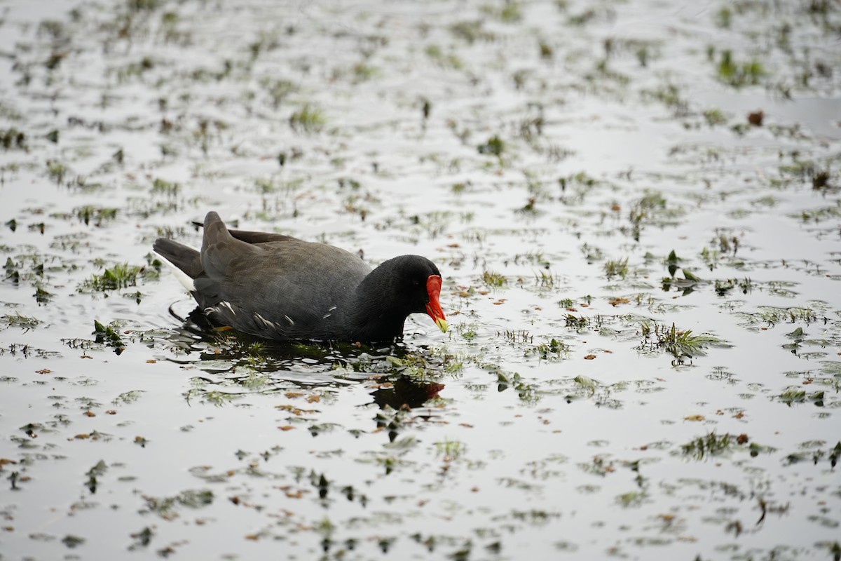 Common Gallinule - Diego Chamut