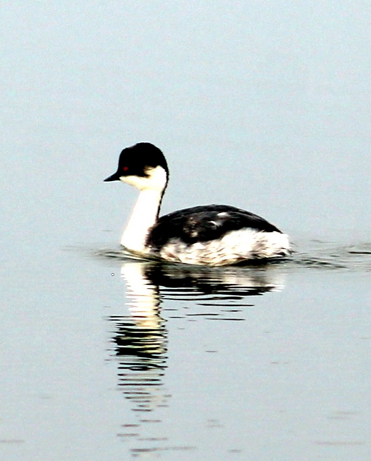 Silvery Grebe (Andean) - ML36038371