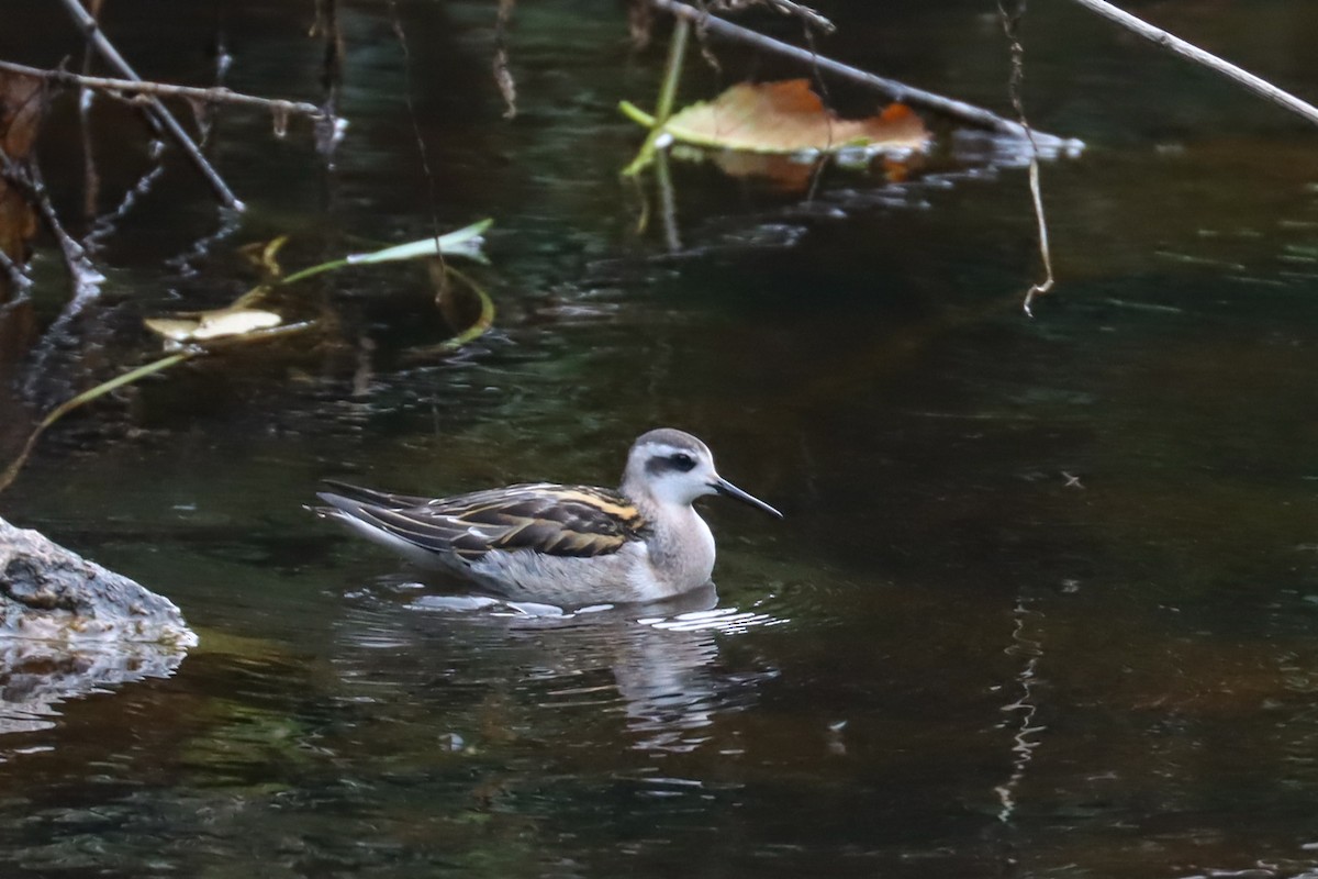 svømmesnipe - ML360384621